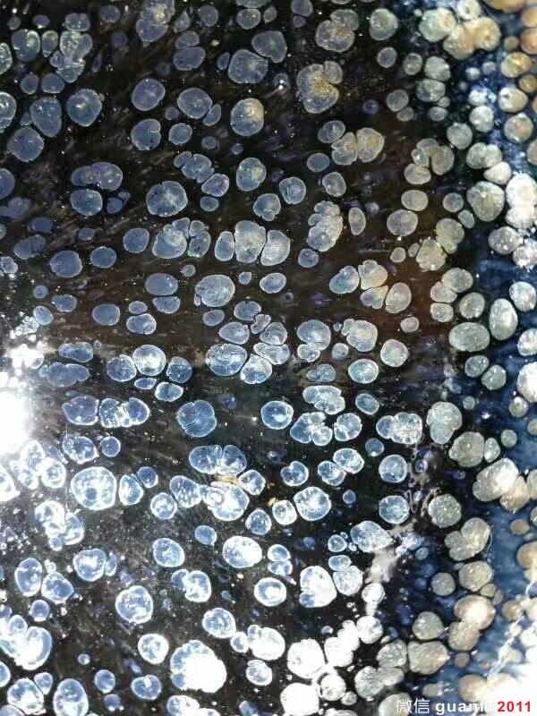 劉學(xué)財(cái)“滿天星“束口：8.8*5.5