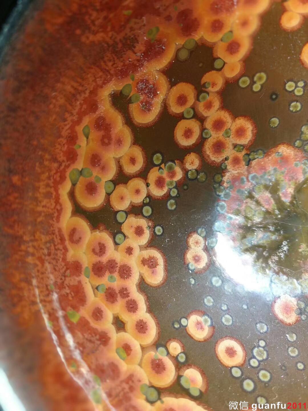 省級大師蔡炳盛“火鳳凰”：口徑9*5.5