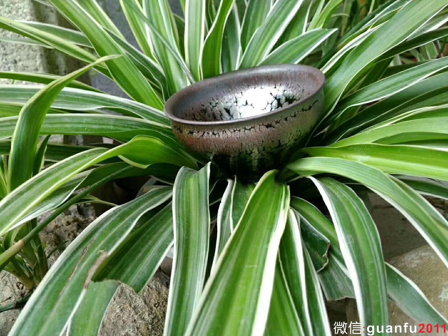 mmexport1524797356723