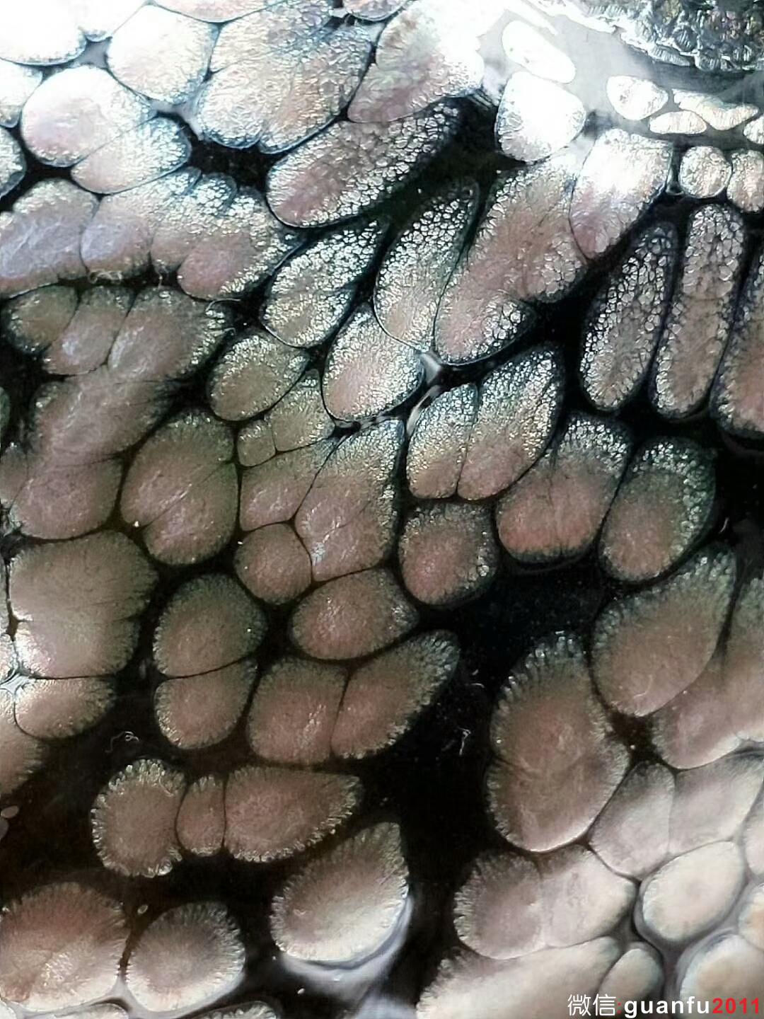 mmexport1525334093561