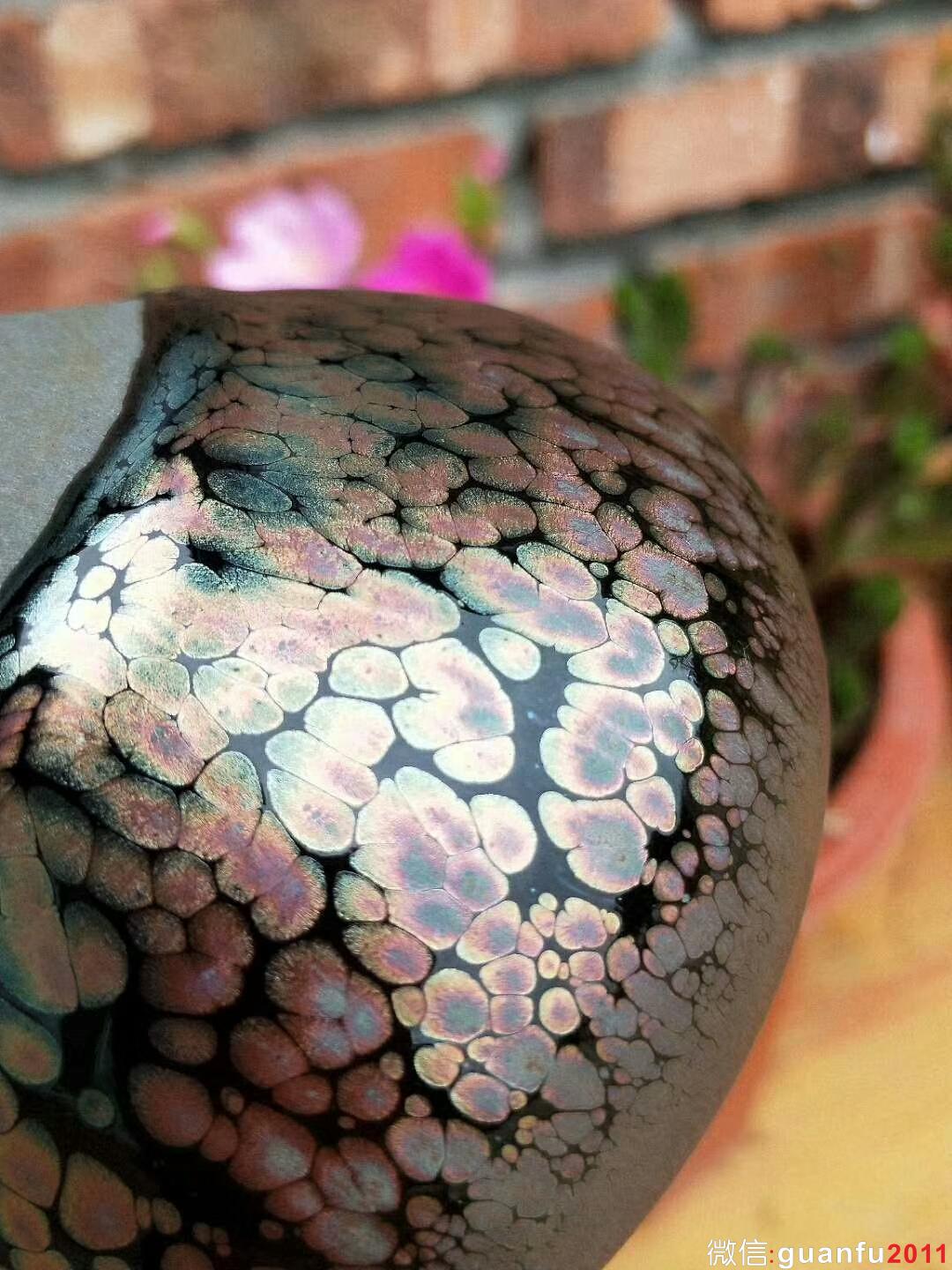 鄭勇“龍顏”：口徑8.5*5.5