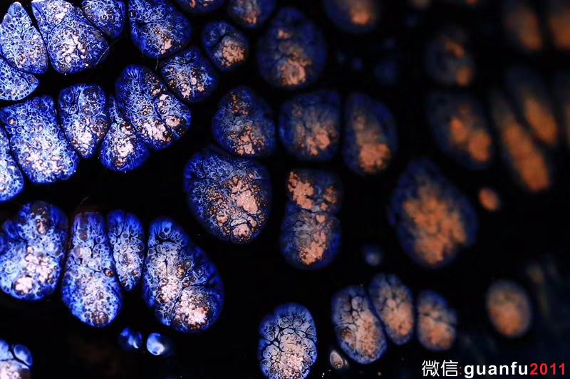 【作者】：揭繼榮老師 【品名】：荷塘月色 【尺寸】：9*5.5 【器型】：斗笠