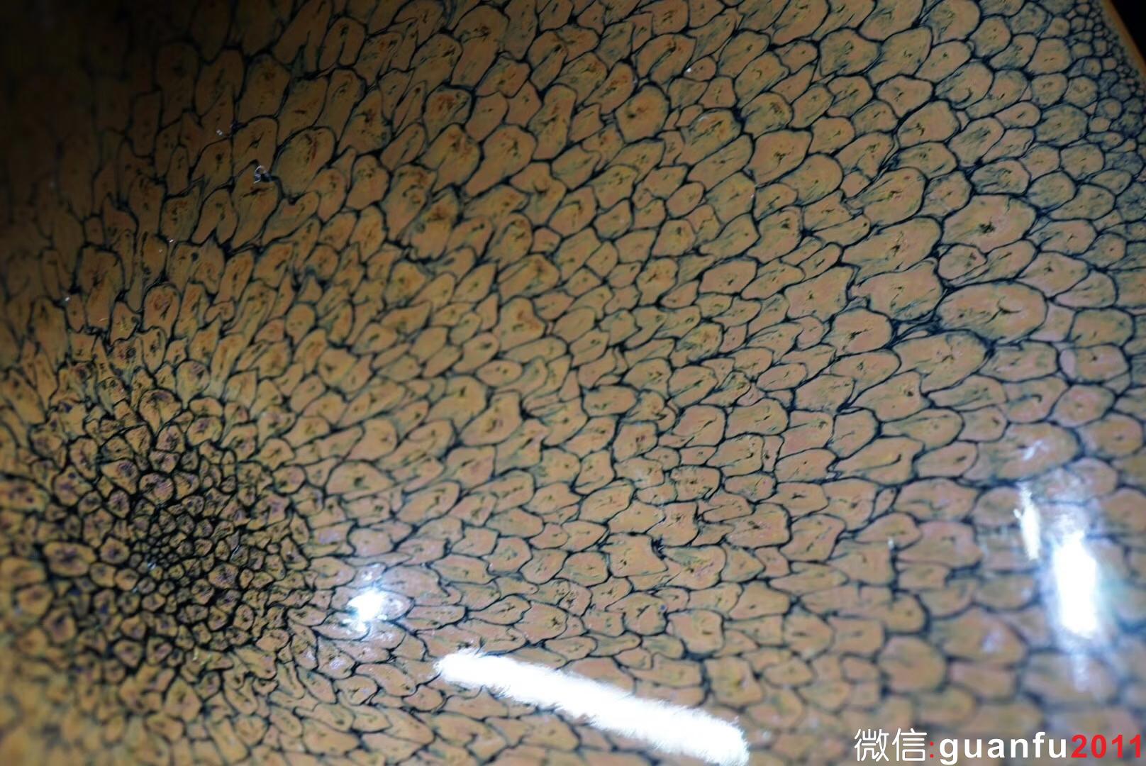 陳大鵬老師 16.5口徑 黃鷓鴣斑