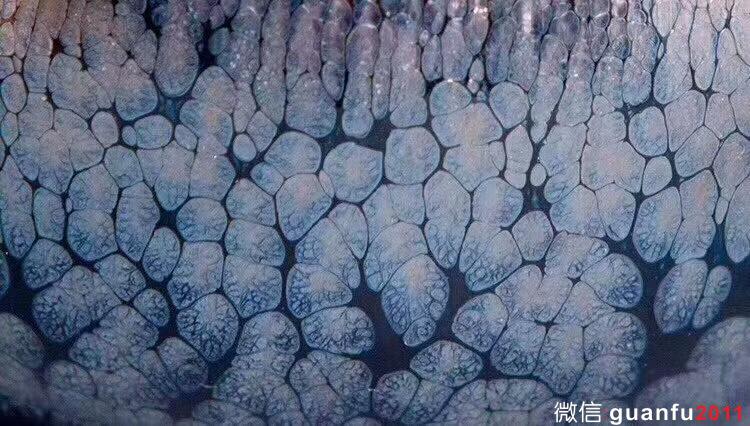 mmexport1533887806437