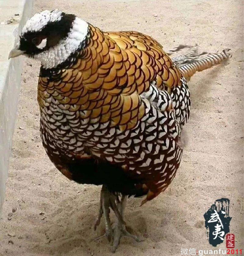 如何正確的欣賞建盞的美？教你從哪些角度去欣賞建盞！