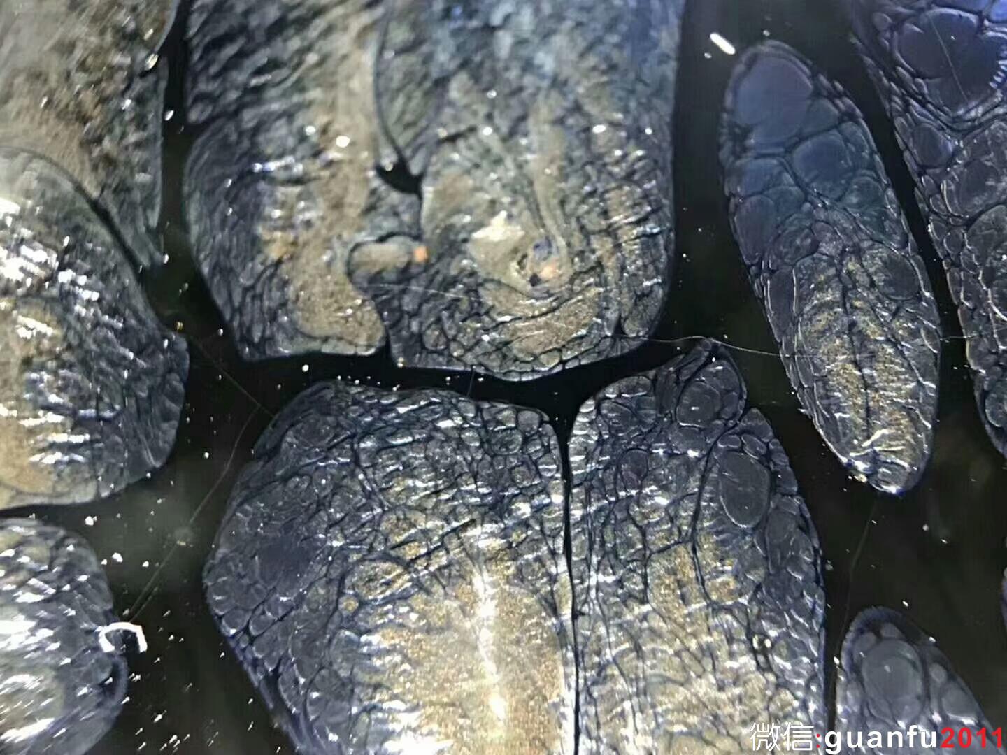 李盞品牌  李昌海老師 鷓鴣斑8.8 x 4.7 cm